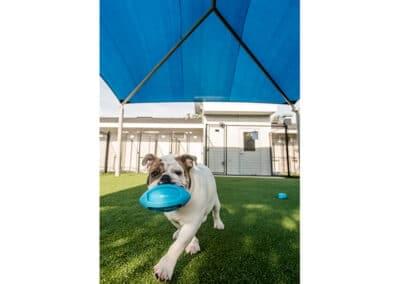 Dual Dome Shade